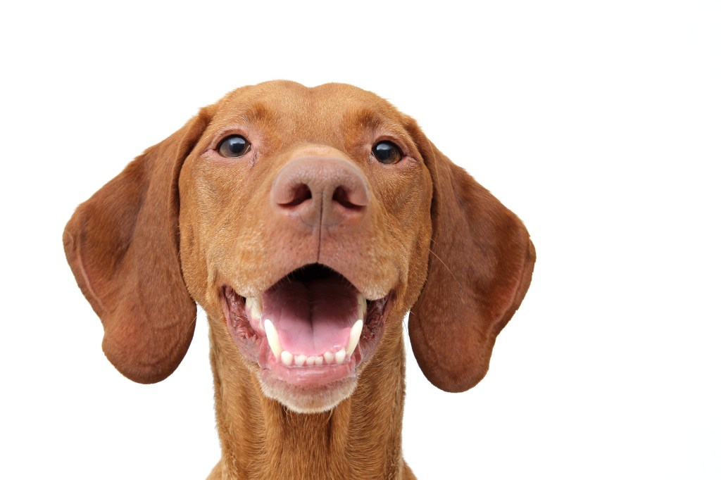 Close up of a smiling Vizsla on a white backdrop.