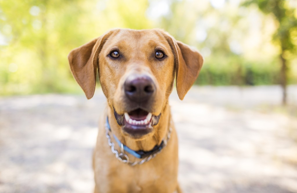 portrait of labrador retriever