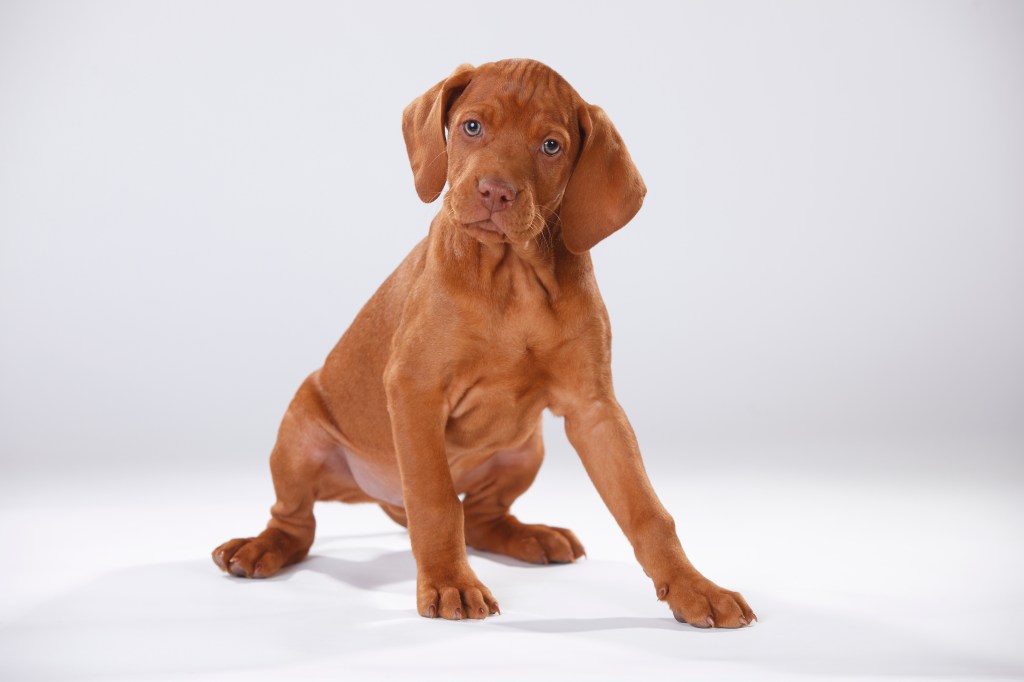 Vizsla puppy sitting on a white backdrop.