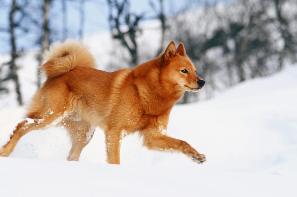 finnish spitz in the snow