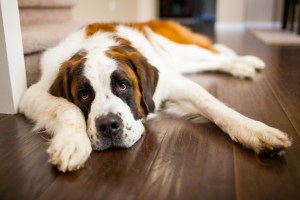 A sleepy Saint Bernard lies on a wooden floor, looking at the camera.