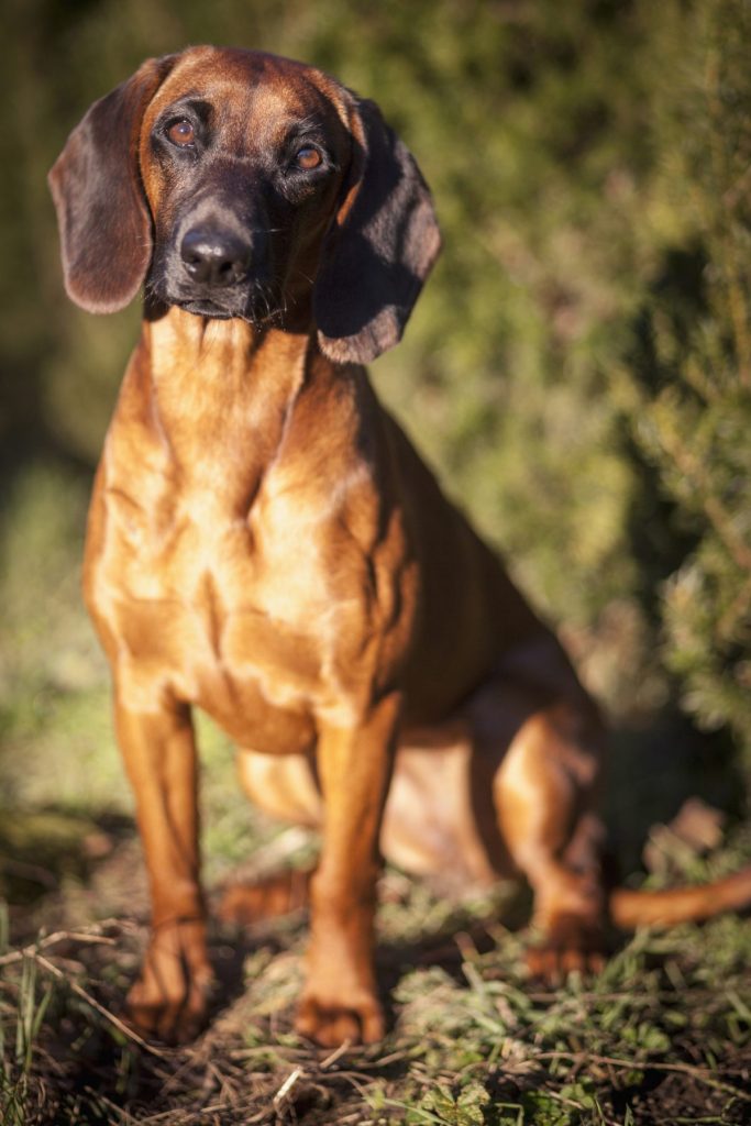 bavarian mountain scenthound in garden