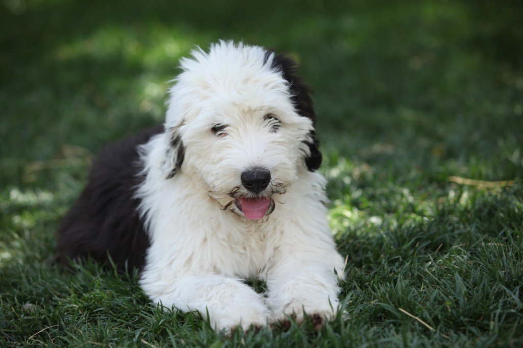 Adorable English Sheepdog puppy