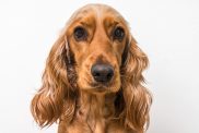 English Cocker Spaniel portrait