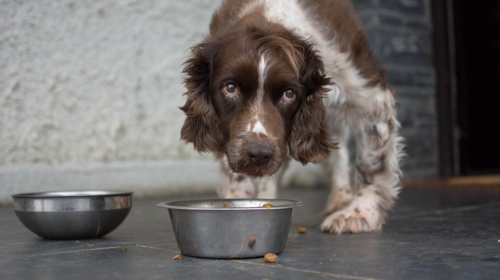 senior dog eating