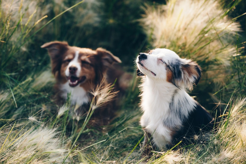 Australian Shepherd puppies sunbathing in field