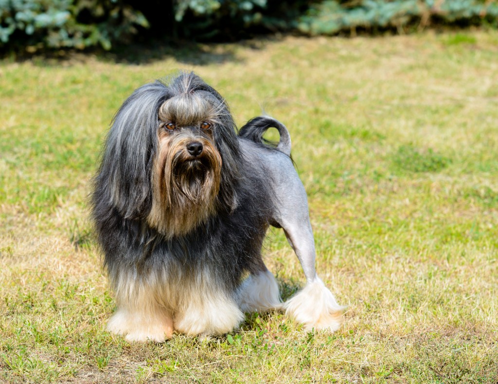 Little Lion Dog, an expensive breed Lowchen, is on the grass in park.