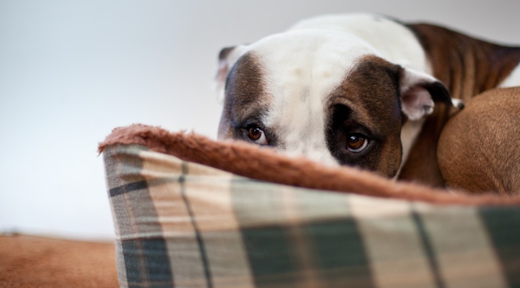 stressed dog hiding in dog bed