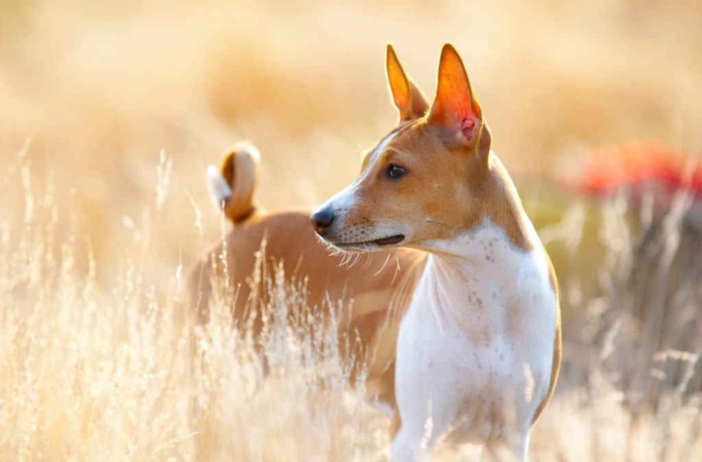 basenji standing in a field