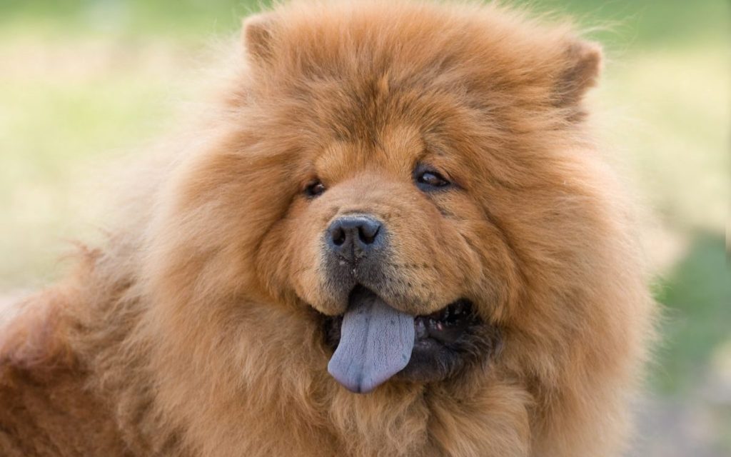 portrait of a ginger chow-chow