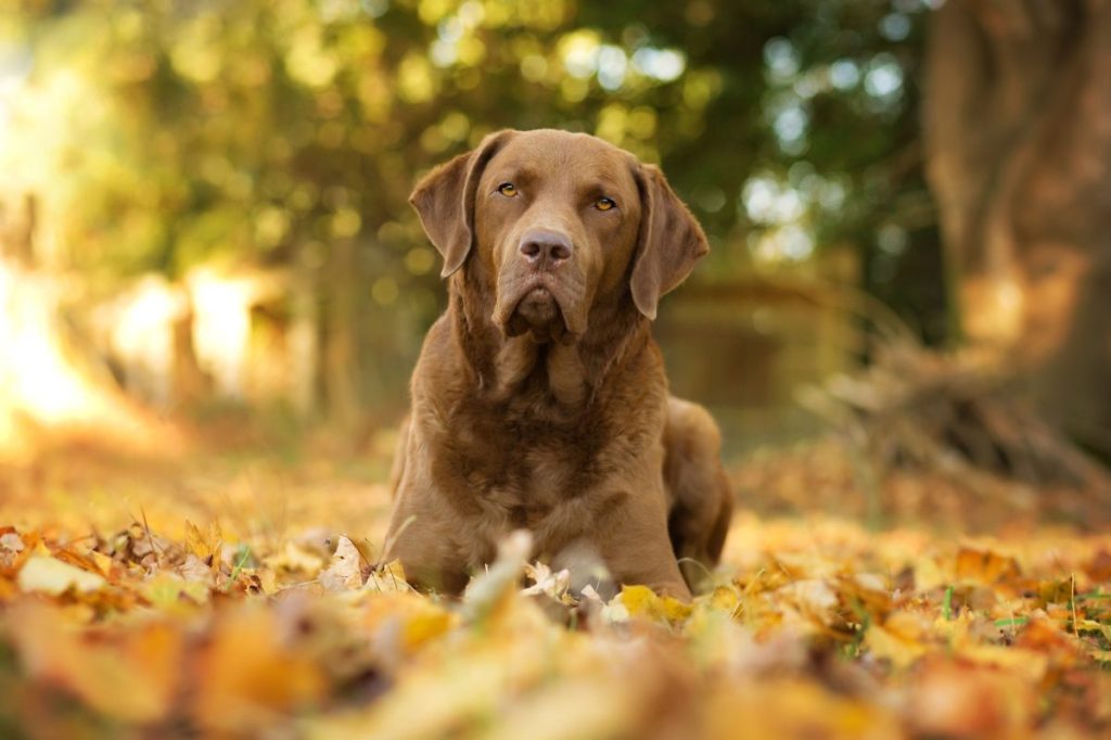 Chessie in the fall