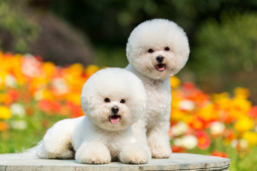 Bichon Frise round head