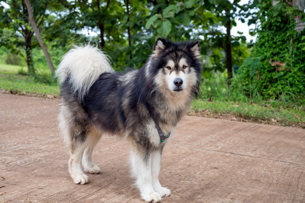 Alaskan Malamute dog.