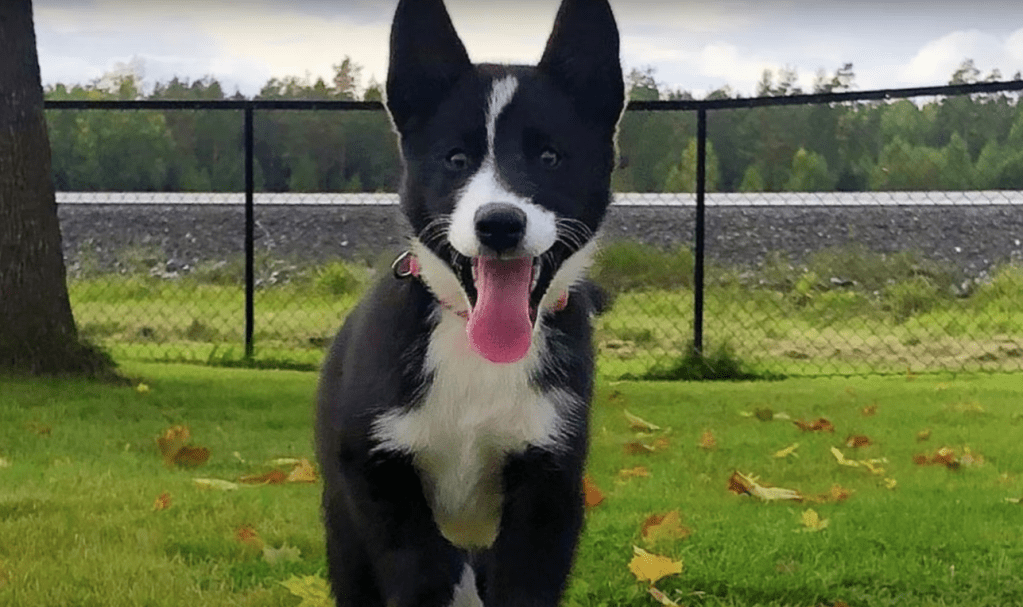 Karelian Bear Dog puppy