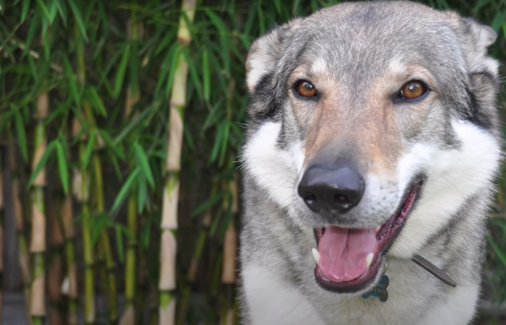 Czechoslovakian Wolf Dog sitting in a field