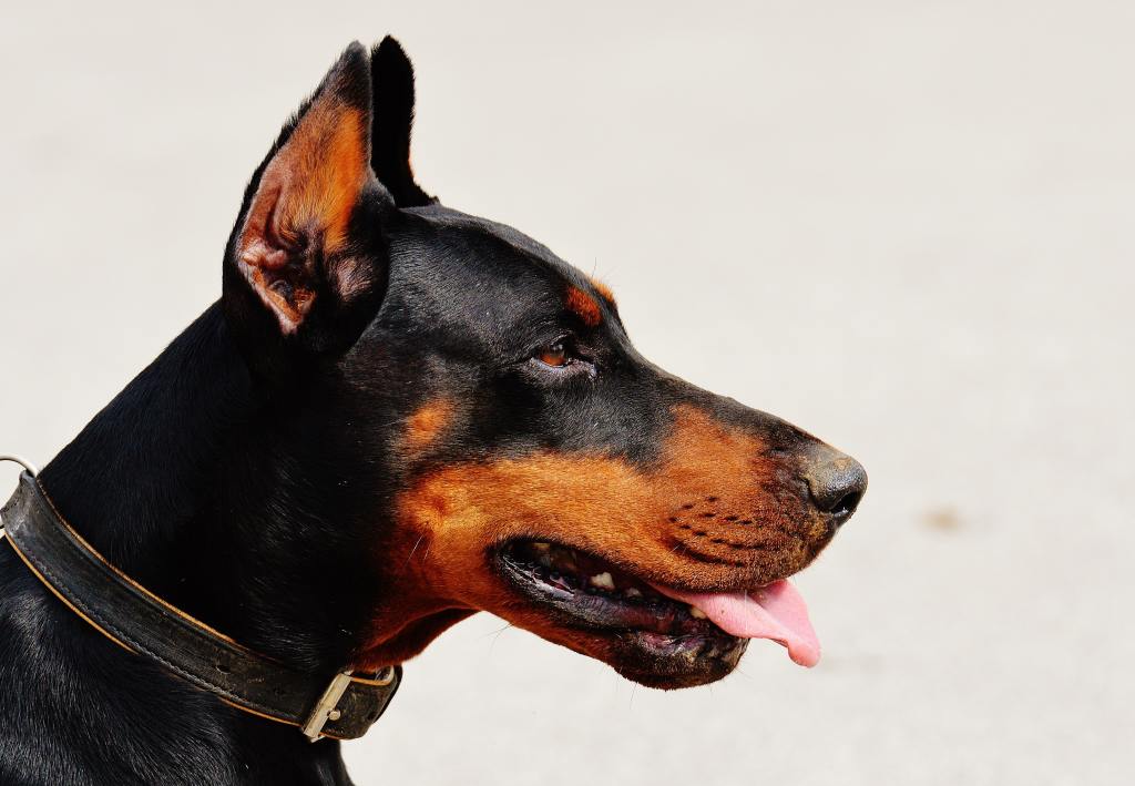 Side profile of a German Pinscher.