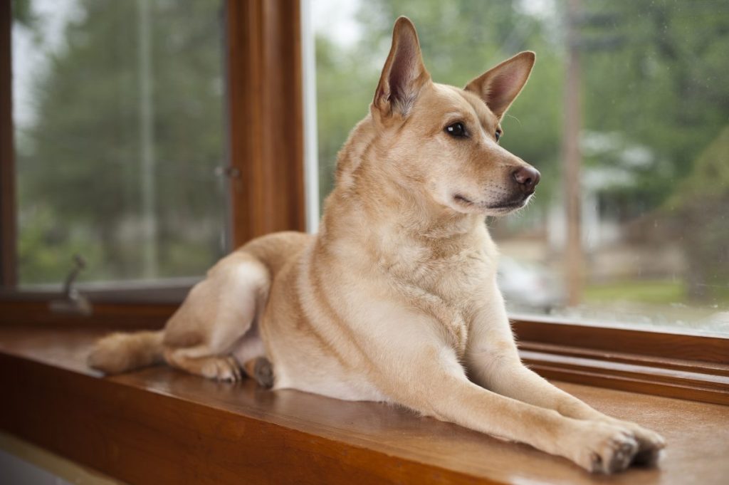 Carolina Dog sitting in a window sill.