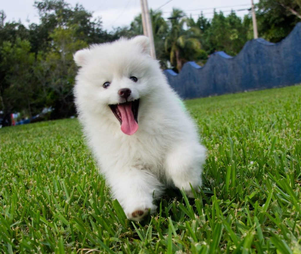 Mini Eskimo dog