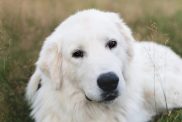 maremma sheepdog portrait