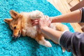 man performs CPR on small dog