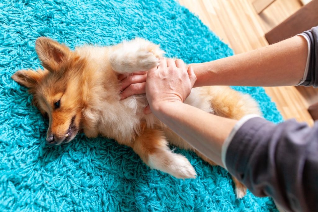 man performs CPR on small dog