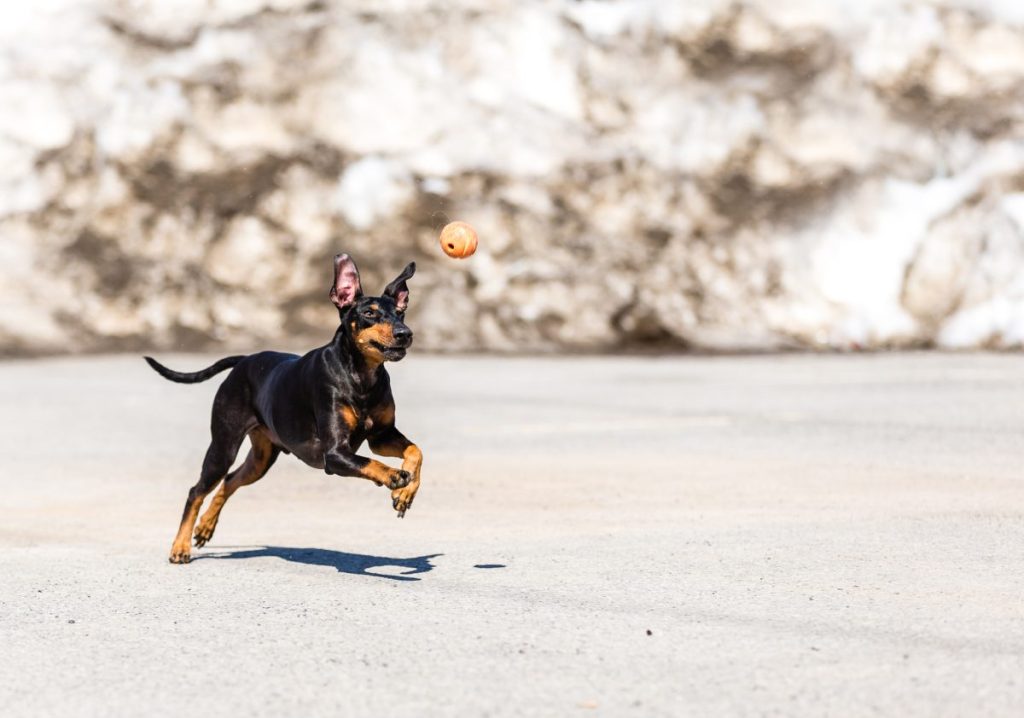 manchester terrier playing