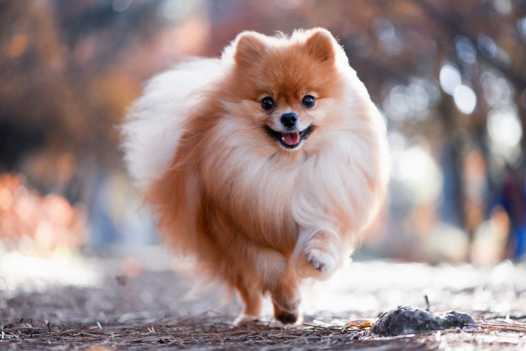 german spitz running