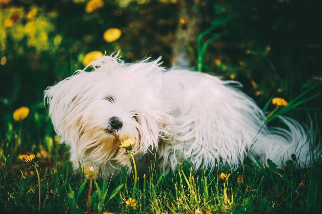 Funny, White Bichon Bolognese Dog sitting in green grass and sniffs dandelion flowers in park