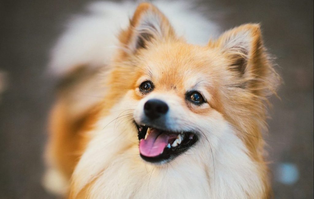 orange mini german spitz