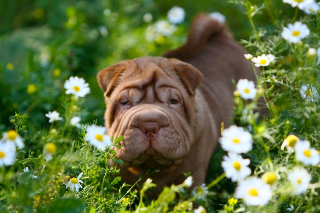 shar pei in the flowers