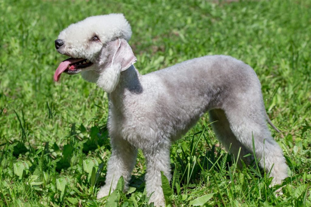 Cute bedlington terrier puppy