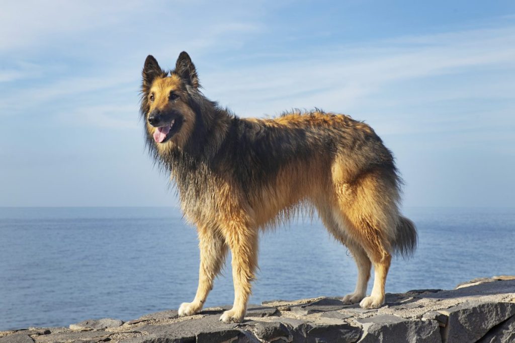 Belgian tervuren by the shore