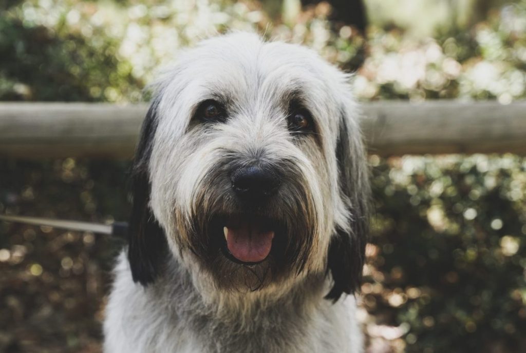 Polish lowland sheepdog sitting