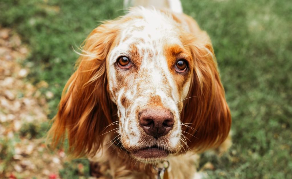 french spaniel standing