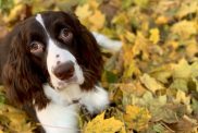 Liver and white English springer spaniel in leaves