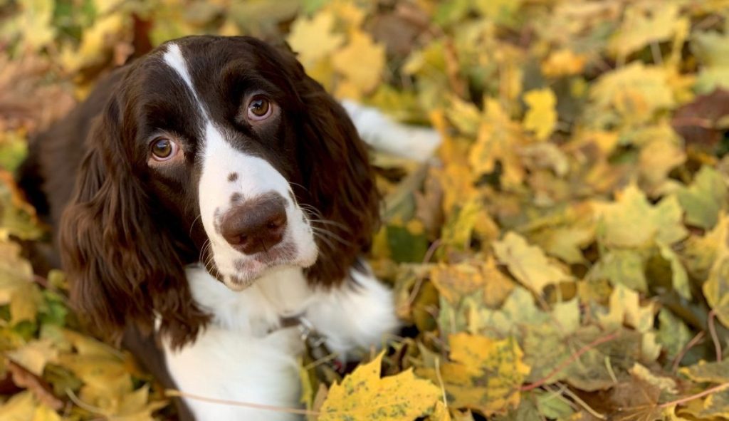 Liver and white English springer spaniel in leaves