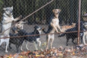 neglected dogs behind mesh fence at unlicensed boarding facility