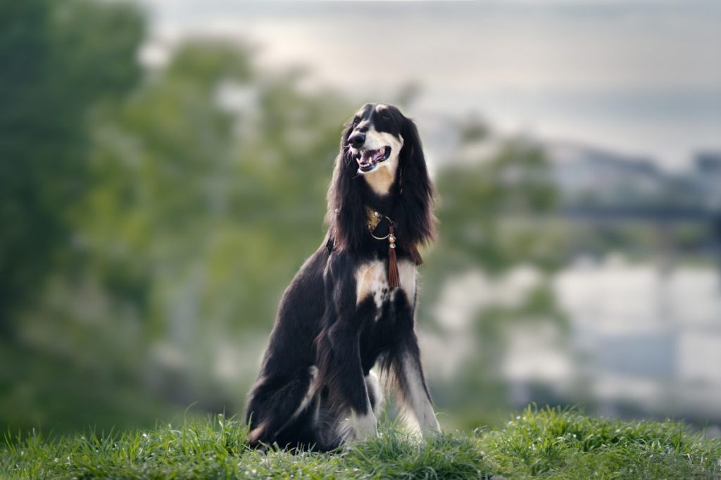 Saluki dog