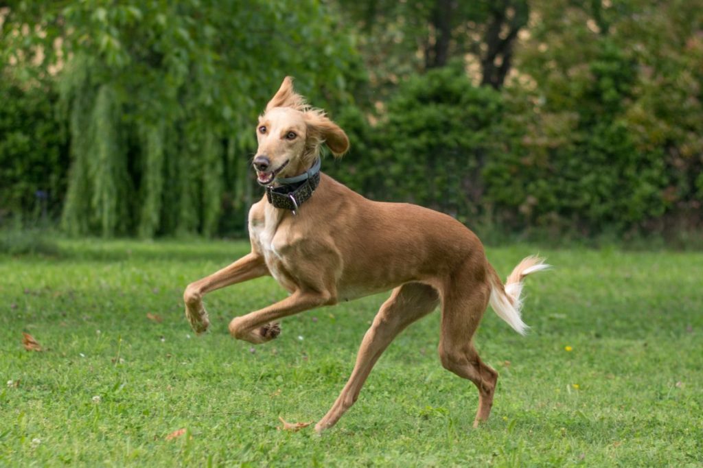 Playing saluki