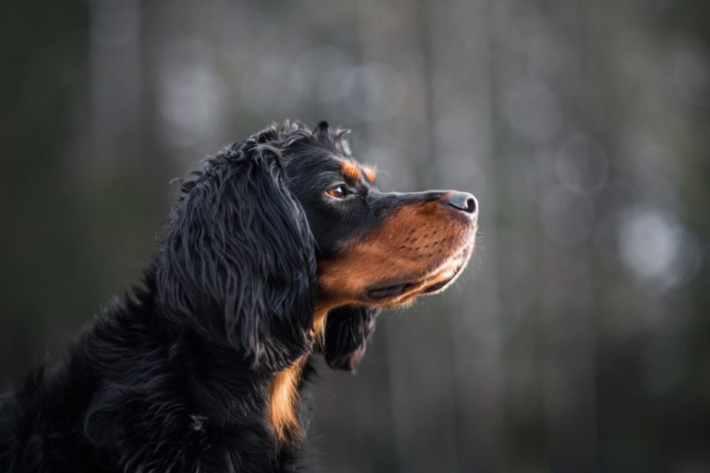 Gordon setter