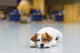 missing dog lying on floor at airport