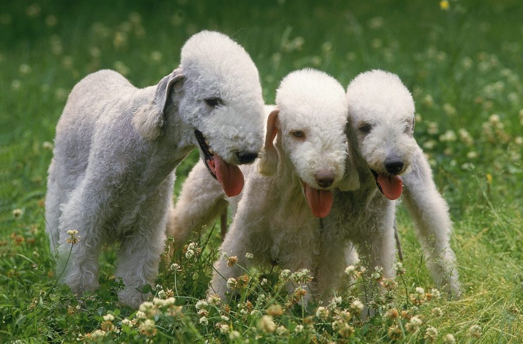 BEDLINGTON TERRIER DOG TRIO