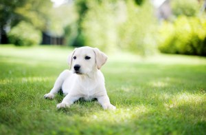 Labrador Retriever puppy