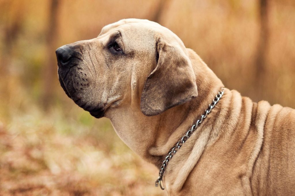 Fila Brasileiro dog portrait, autumn scene