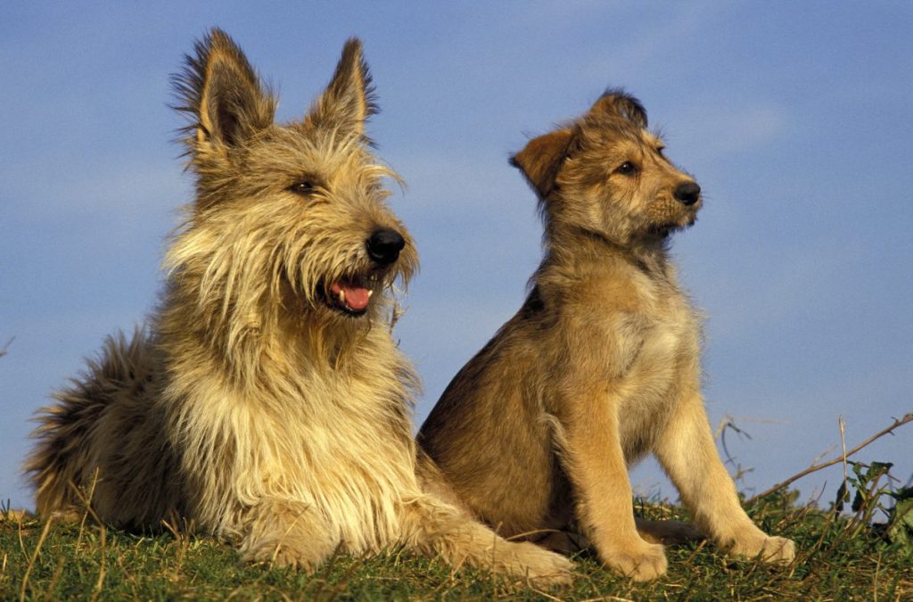 berger picard puppy and mother