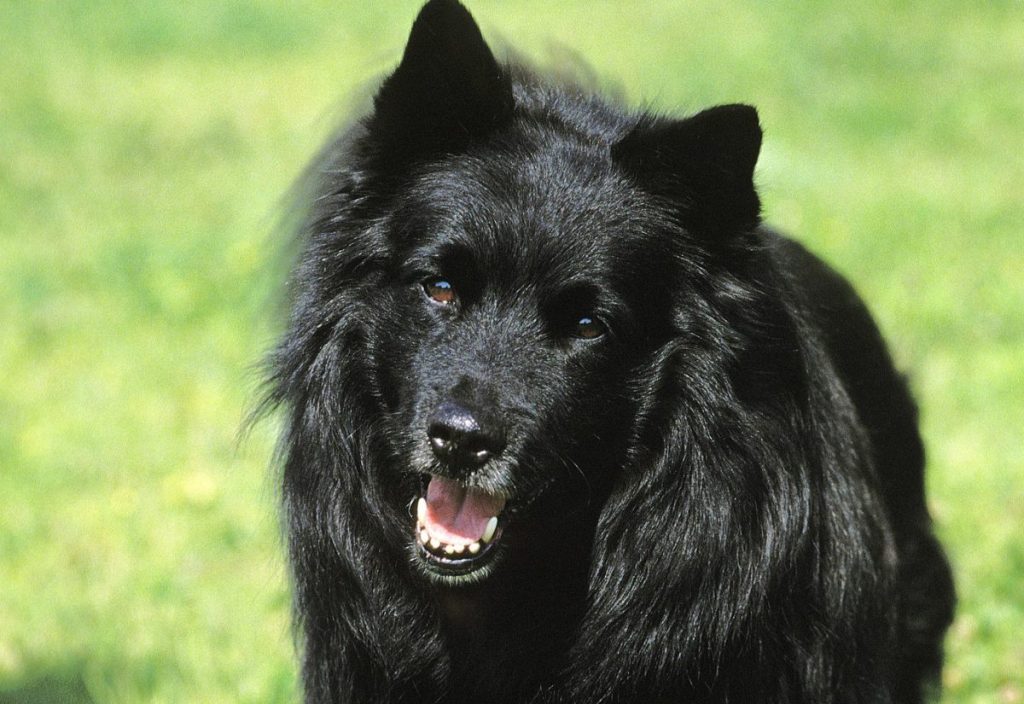 A black Swedish Lapphund against a background of bright green grass.