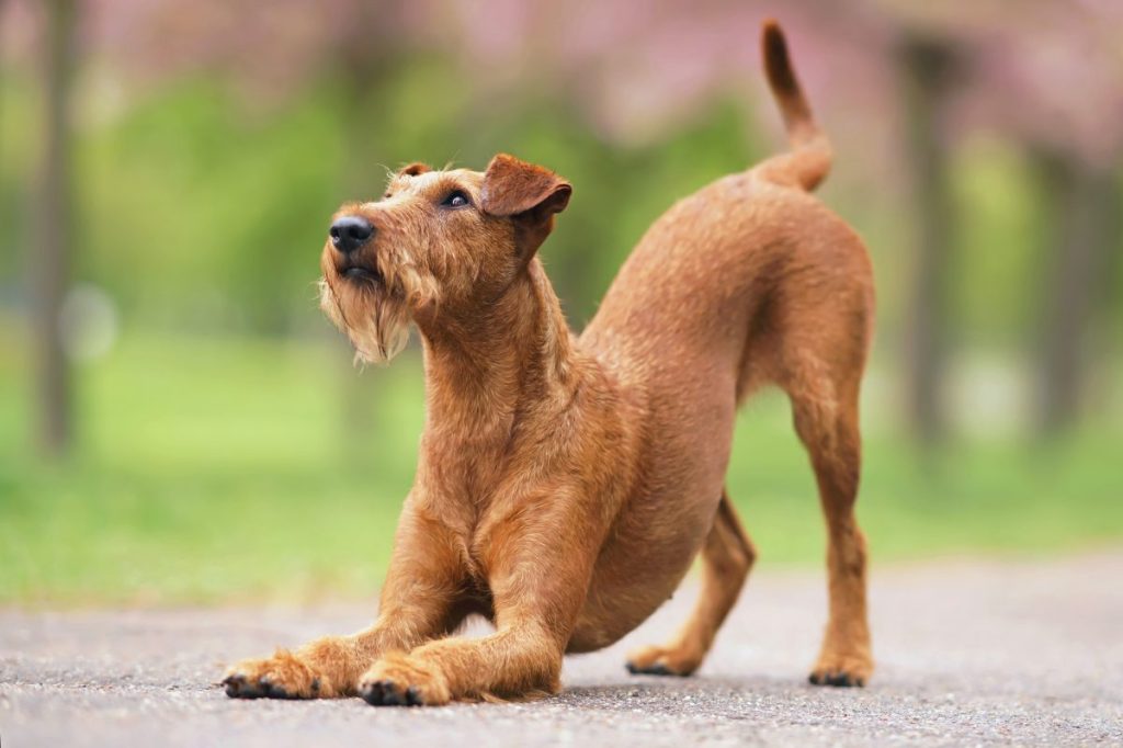 Young adorable Irish Terrier
