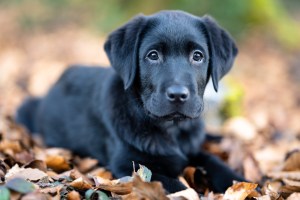 Black lab puppy