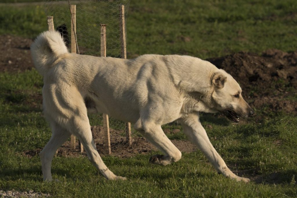 Anatolian shepherd running