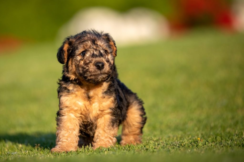 Lakeland Terrier Puppy